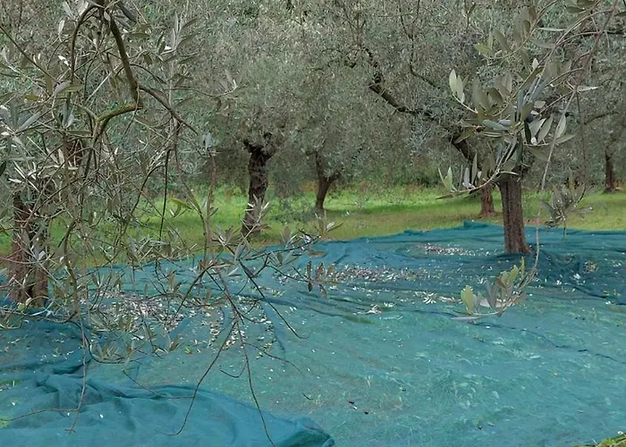 Διαμέρισμα Conny's House Fossacesia